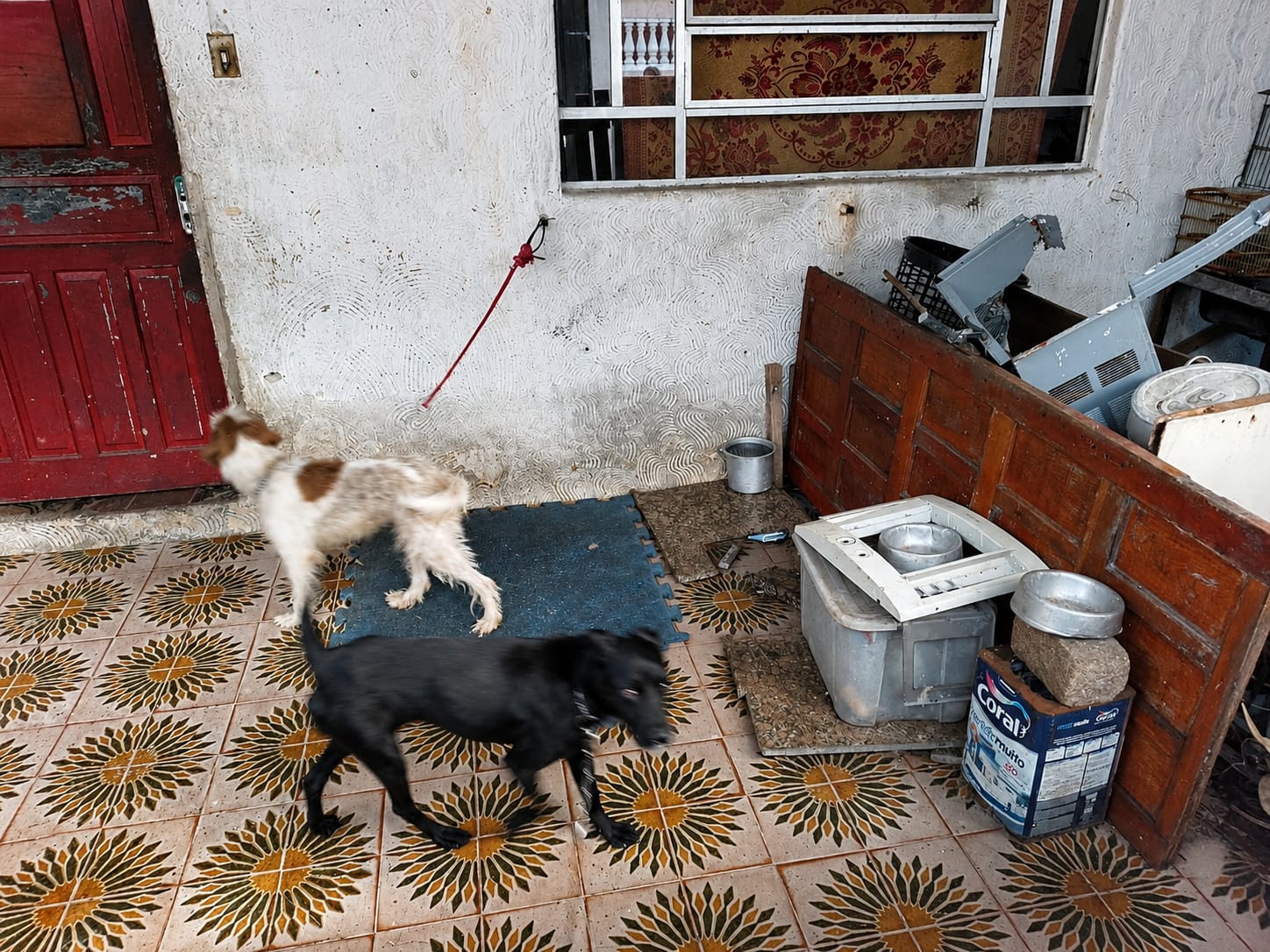 São Vicente resgata cães vítimas de maus-tratos