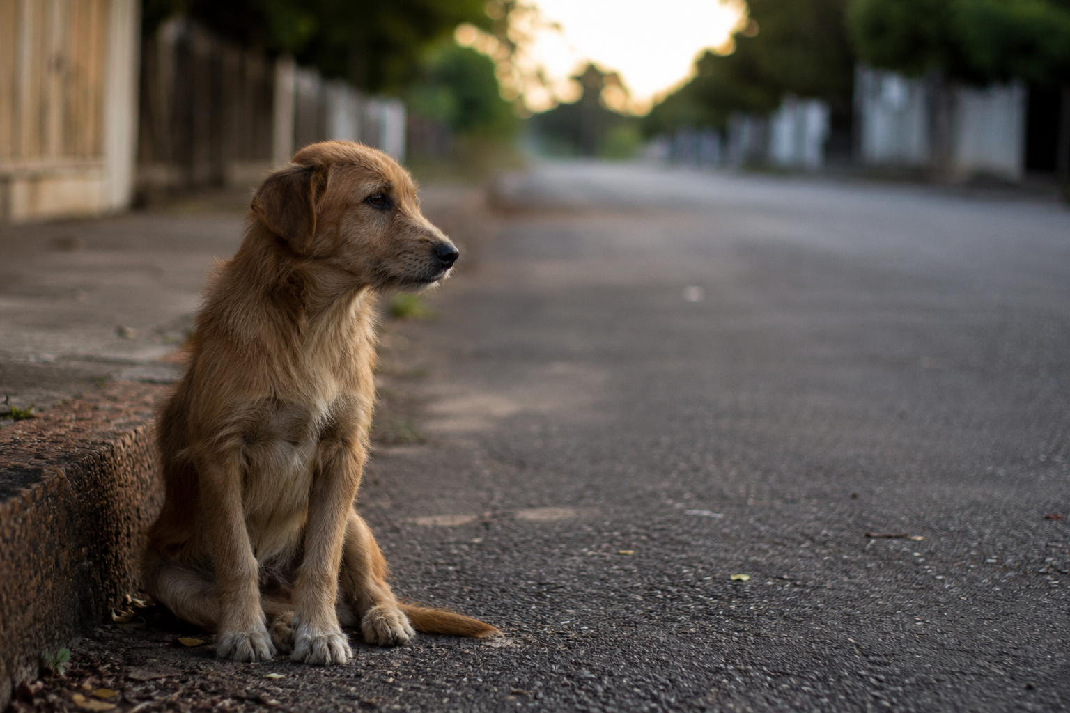 Cão em situação de abandono representa alerta para aumento de casos durante as férias de julho no Brasil
