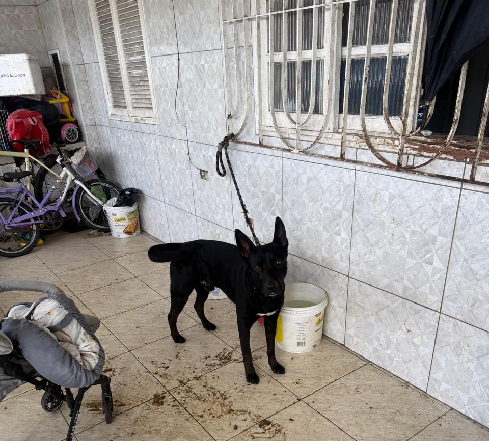 Mulher é presa em flagrante por maus-tratos a cães durante operação da Polícia Civil em Guarujá