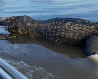 Cavalos atravessando o rio durante passeio de barco no Amazonas