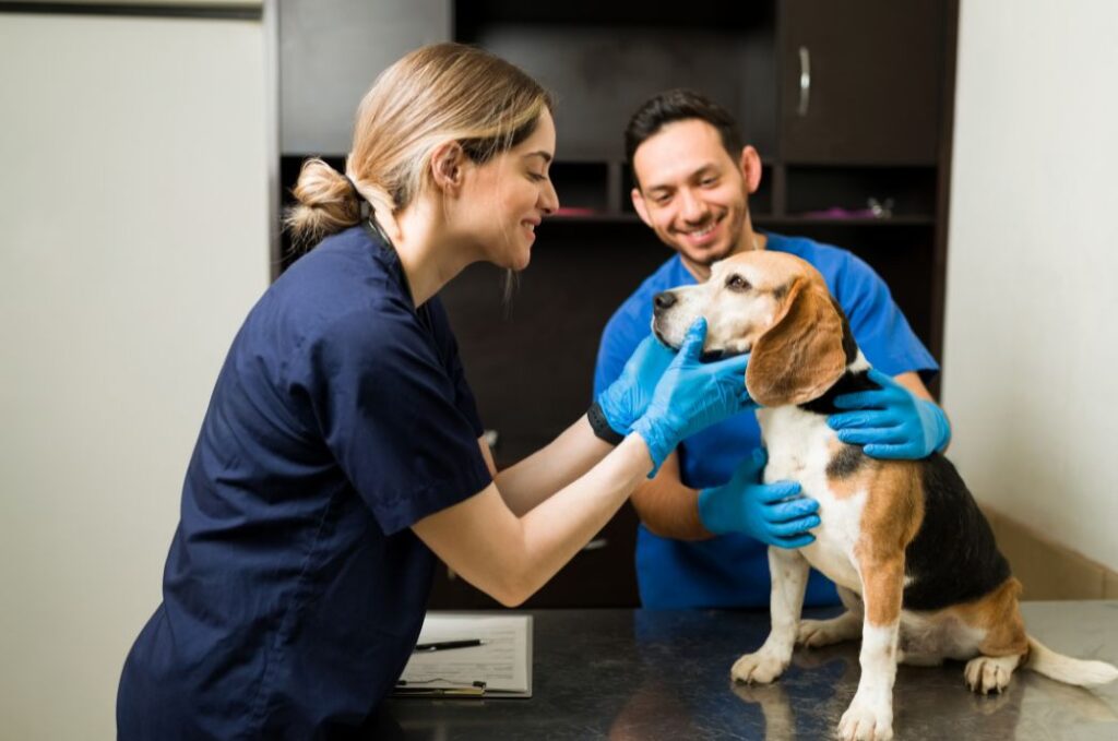 Cubatão abre inscrições para castração gratuita de cães e gatos entre 28 e 30 de julho.