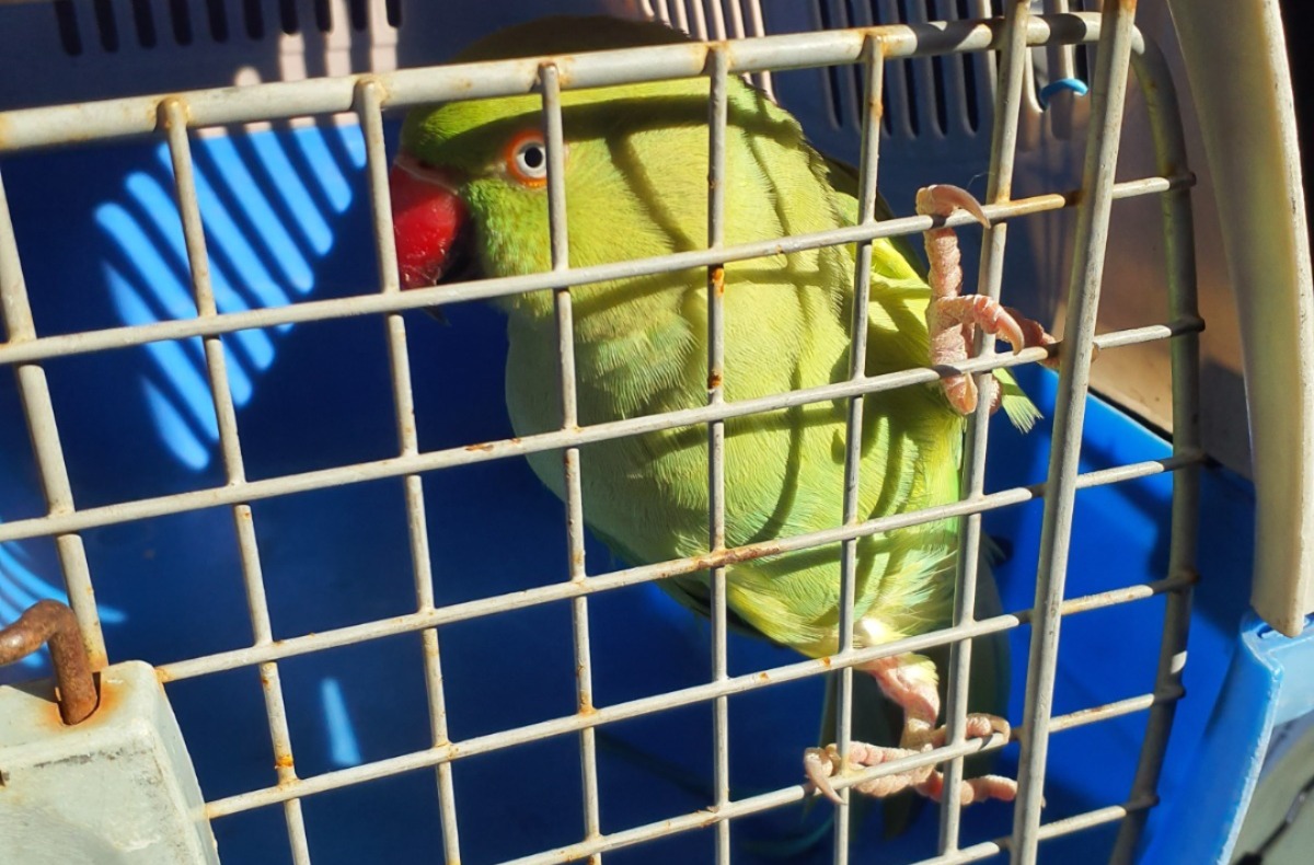 Ave exótica da espécie ringneck resgatada pela GCM de São Vicente.