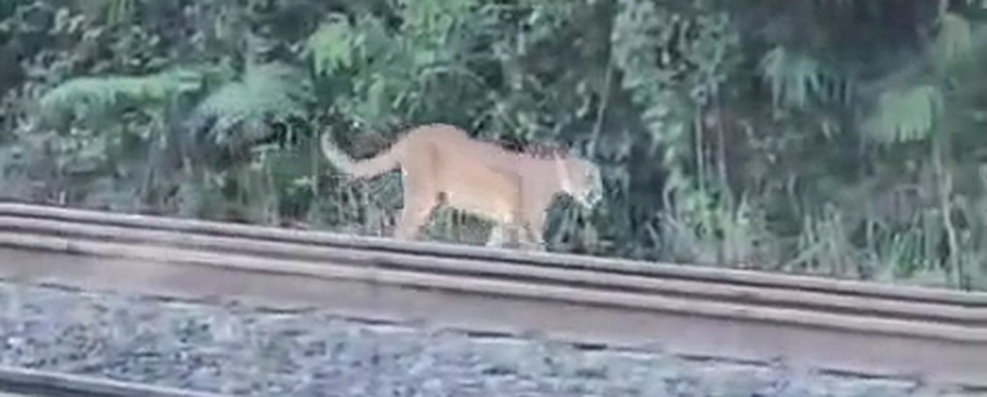 Duas onças-pardas são flagradas em linha férrea entre Cubatão e São Vicente